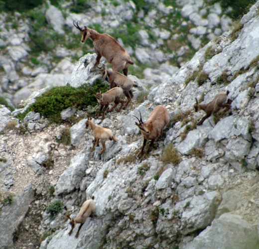 Camoscio d''Abruzzo Rupicapra pyrenaica ornata